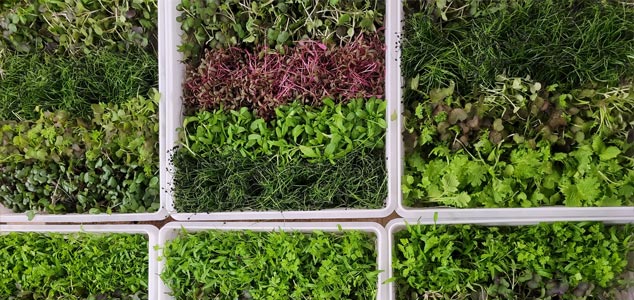 Picture of vegan jam made fresh in Chicago, IL.